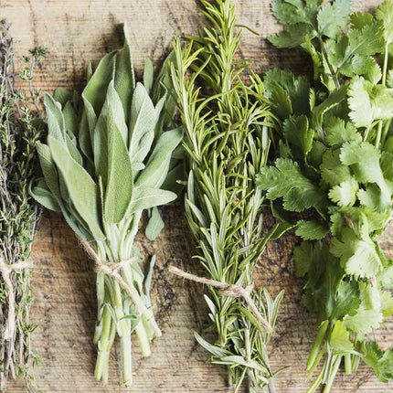 Herb Saver Pod - Fresh Herbs at Your Fingertips